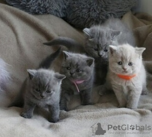 Photo №1. british shorthair - for sale in the city of Kreivilä | Is free | Announcement № 124022