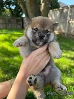 Photo №2 to announcement № 166753 for the sale of shiba inu - buy in France private announcement, breeder