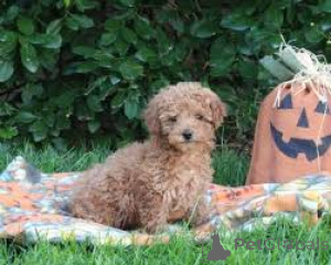 Photo №3. Poodle puppies for sale. United Kingdom