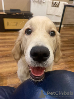 Photo №3. Golden Retriever 6 months. Georgia