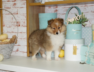 Photo №2 to announcement № 3949 for the sale of shetland sheepdog - buy in Belarus private announcement