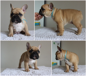 Photo №1. french bulldog - for sale in the city of Polotsk | 800$ | Announcement № 2011