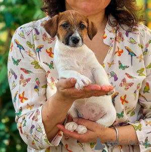 Photo №4. I will sell jack russell terrier in the city of Novosibirsk. breeder - price - 304$