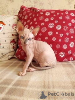 Photo №1. sphynx cat - for sale in the city of Kreysfreie Stadt Frankfurt Am Main | 577$ | Announcement № 163694