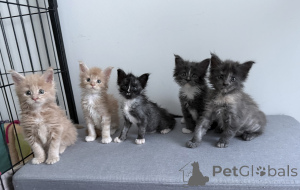 Photo №1. maine coon - for sale in the city of Arrondisman de Brussels Capital | Is free | Announcement № 174368