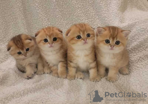 Photo №1. scottish fold - for sale in the city of Marseilles | 264$ | Announcement № 120887