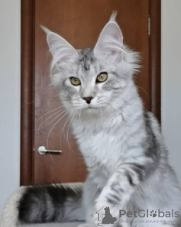 Photo №1. maine coon - for sale in the city of Гриндельвальд | Is free | Announcement № 129223