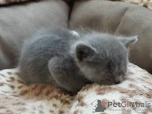 Photo №3. Cute British-shorthair kitten for free adoption. Germany