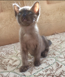 Additional photos: Burmese kittens