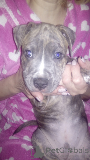 Photo №4. I will sell american pit bull terrier in the city of Borisov. breeder - price - 76$