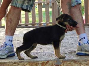 Photo №1. german shepherd - for sale in the city of City of London | negotiated | Announcement № 168846