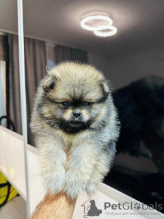 Additional photos: Pomerania of the highest quality