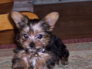Photo №4. I will sell beaver yorkshire terrier in the city of Монино. private announcement - price - negotiated