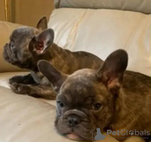 Photo №4. I will sell french bulldog in the city of Kiev. private announcement - price - 450$