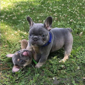 Photo №2 to announcement № 64576 for the sale of french bulldog - buy in Germany private announcement
