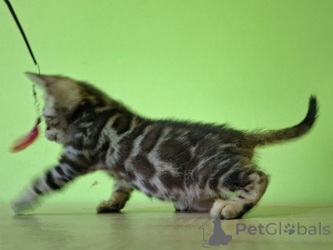 Photo №3. Bengal Male. Poland