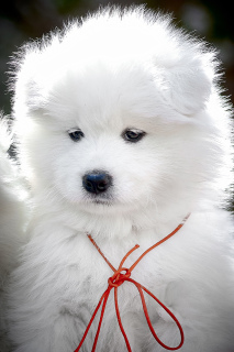Photo №1. samoyed dog - for sale in the city of Kiev | 1000$ | Announcement № 6314