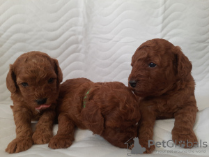 Photo №1. poodle (dwarf) - for sale in the city of Tallinn | 2113$ | Announcement № 47152