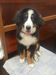 Photo №2 to announcement № 3315 for the sale of bernese mountain dog - buy in Russian Federation private announcement