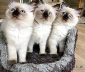 Photo №4. I will sell birman in the city of Berlin. private announcement, from nursery, breeder - price - 634$