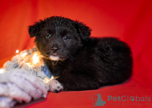 Photo №2 to announcement № 13429 for the sale of non-pedigree dogs - buy in Russian Federation from the shelter
