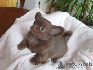 Photo №1. chihuahua - for sale in the city of Kiev | 721$ | Announcement № 9533