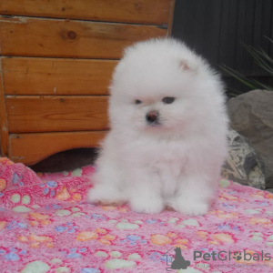 Photo №1. pomeranian - for sale in the city of Алмере | 350$ | Announcement № 107460