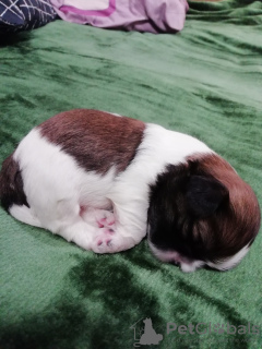 Additional photos: Purebred Shih Tzu puppies.