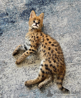 Additional photos: serval kittens