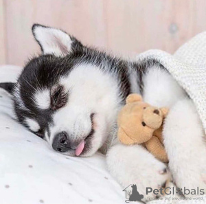 Photo №1. siberian husky - for sale in the city of Kiev | 370$ | Announcement № 81319