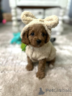 Photo №1. cavalier king charles spaniel - for sale in the city of El Paso | negotiated | Announcement № 154339