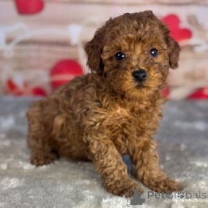 Photo №1. poodle (toy) - for sale in the city of Friendship | negotiated | Announcement № 166388