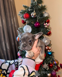 Photo №2 to announcement № 173374 for the sale of non-pedigree dogs - buy in Finland private announcement