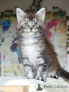 Photo №3. Maine coon kitten available to place. Finland