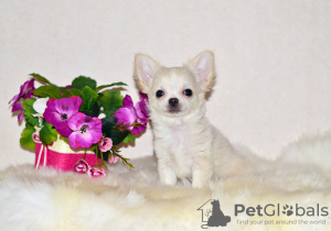 Photo №3. Chihuahua boy. Russian Federation