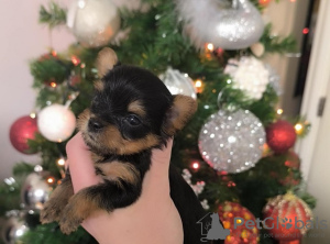 Photo №4. I will sell yorkshire terrier in the city of Belgrade. breeder - price - 941$