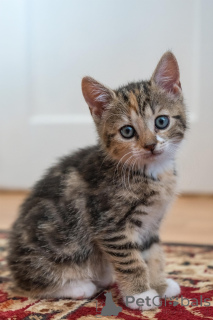 Photo №1. european shorthair - for sale in the city of Bruges | 516$ | Announcement № 161605