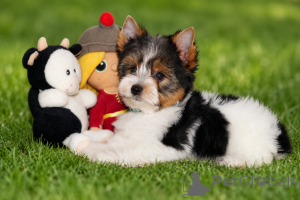 Photo №4. I will sell beaver yorkshire terrier in the city of Balykesir. breeder - price - 300$