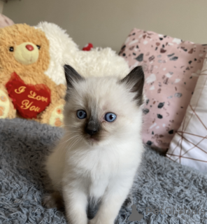 Photo №2 to announcement № 161379 for the sale of ragdoll - buy in United States private announcement