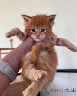 Photo №3. Maine coon. Germany