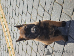 Photo №2 to announcement № 24601 for the sale of malinois, belgian shepherd - buy in Poland breeder