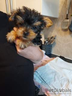 Photo №1. yorkshire terrier - for sale in the city of Aachen | 280$ | Announcement № 119354