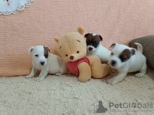 Photo №1. jack russell terrier - for sale in the city of Kruševac | 106$ | Announcement № 125766