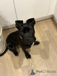 Photo №3. female cane corso puppy. United States