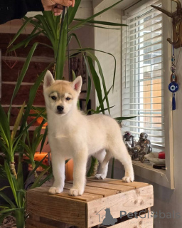 Photo №1. siberian husky - for sale in the city of Gijón | Is free | Announcement № 145313