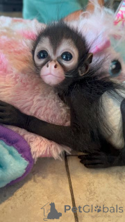 Photo №1. maine coon - for sale in the city of Baienfurt | negotiated | Announcement № 161291