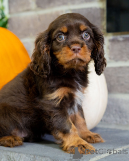 Photo №2 to announcement № 157216 for the sale of cavalier king charles spaniel - buy in Sweden private announcement