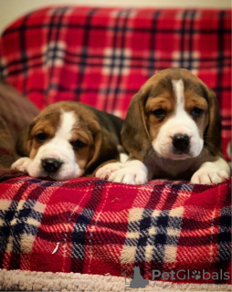 Photo №3. Healthy Beagle puppies for sale now. Germany