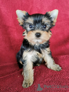 Photo №2 to announcement № 77737 for the sale of yorkshire terrier - buy in Czech Republic private announcement