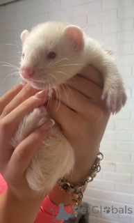 Photo №1.  - for sale in the city of Dornbirn | 47$ | Announcement № 143772